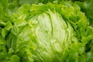 How to Start Vegetable Gardening for Beginners at Home: Tips, Ideas, and a Complete Guide