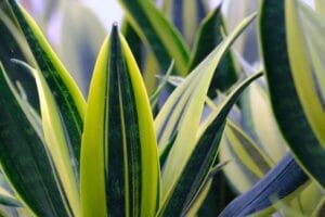 20 Best Succulent Plants for Beginners with Low Maintenance