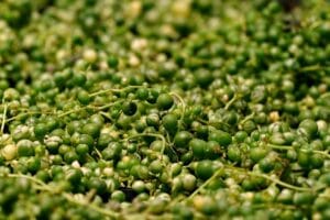 20 Best Succulent Plants for Beginners with Low Maintenance