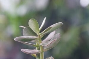 how to propagate jade plant: jade plant benefits