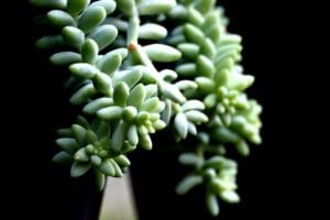 20 Best Succulent Plants for Beginners with Low Maintenance