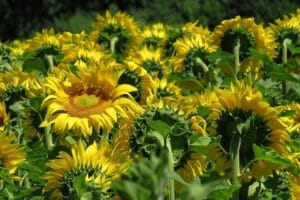 Best Zinnia Companion Plants: Perfect Pairings for a Beautiful & Productive Garden