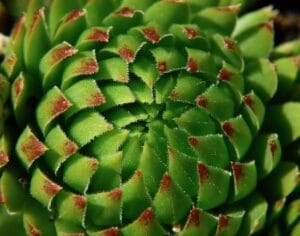 20 Best Succulent Plants for Beginners with Low Maintenance