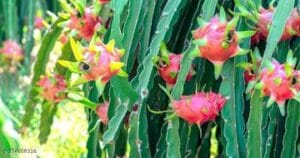 How to Grow Dragon Fruit Plant at Home in Pots, Easy Care Tips: Complete Guide for Beginners