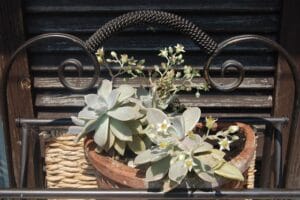 20 Best Succulent Plants for Beginners with Low Maintenance
