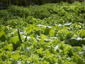 How to Start Vegetable Gardening for Beginners at Home: Tips, Ideas, and a Complete Guide