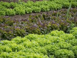 How to Start Vegetable Gardening for Beginners at Home: Tips, Ideas, and a Complete Guide