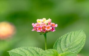12 Beautiful Plants That Attract Butterflies to Your Garden