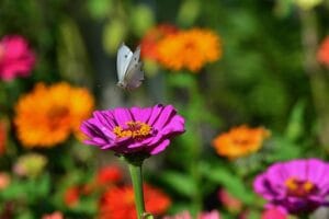 zinnia-companion-plants
