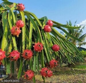 dragon fruit plant