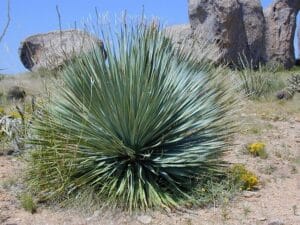 How to Grow and Care for a Yucca Plant at Home