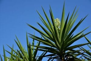 How to Grow and Care for a Yucca Plant at Home