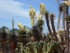 How to Grow and Care for a Yucca Plant at Home
