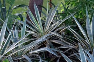 How to Grow and Care for a Yucca Plant at Home