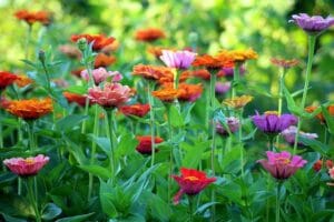 12 Beautiful Plants That Attract Butterflies to Your Garden