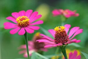 Best Zinnia Companion Plants: Perfect Pairings for a Beautiful & Productive Garden