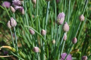 10 Edible Indoor Plants to Grow in Your Home You Can Use in Your Kitchen
