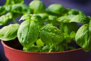 10 Edible Indoor Plants to Grow in Your Home You Can Use in Your Kitchen