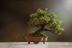 7 Unlucky Plants to Remove Immediately from Your Home for Better Energy and Good Luck