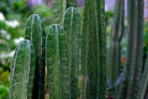 7 Unlucky Plants to Remove Immediately from Your Home for Better Energy and Good Luck