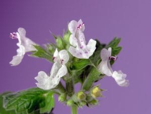 10 Flowering Plants You Should Cut Back in August for a Fabulous Late Summer of Blooms
