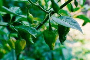 10 Edible Indoor Plants to Grow in Your Home You Can Use in Your Kitchen