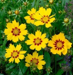10 Flowering Plants You Should Cut Back in August for a Fabulous Late Summer of Blooms