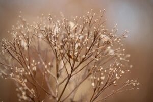 unlucky plants