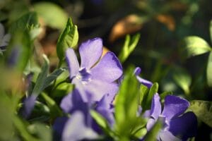 How to Grow and Care for Vinca Minor (Periwinkle) at Home