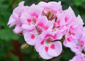 10 Plants You Should Deadhead in August for an Even Longer Bloom