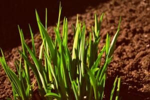 10 Edible Indoor Plants to Grow in Your Home You Can Use in Your Kitchen
