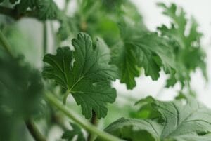 8 Popular Plants to Propagate from Cuttings in August 2025