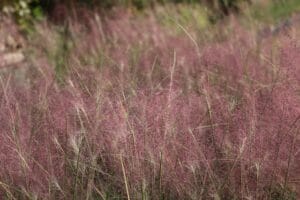 10 Perennial Ornamental Grasses Gardening Pros Always Recommend