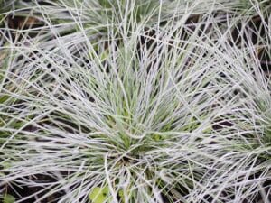 10 Perennial Ornamental Grasses Gardening Pros Always Recommend