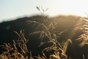 10 Perennial Ornamental Grasses Gardening Pros Always Recommend
