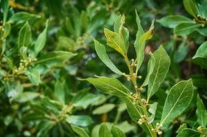 10 Edible Indoor Plants to Grow in Your Home You Can Use in Your Kitchen
