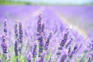 8 Popular Plants to Propagate from Cuttings in August 2025