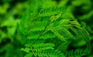7 Unlucky Plants to Remove Immediately from Your Home for Better Energy and Good Luck