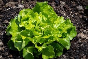 10 Edible Indoor Plants to Grow in Your Home You Can Use in Your Kitchen