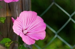 How to Grow and Care for Marsh Mallow Plant (Althaea officinalis)