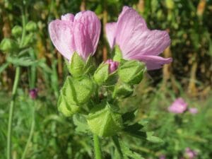 How to Grow and Care for Marsh Mallow Plant (Althaea officinalis)