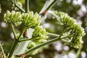 7 Unlucky Plants to Remove Immediately from Your Home for Better Energy and Good Luck

