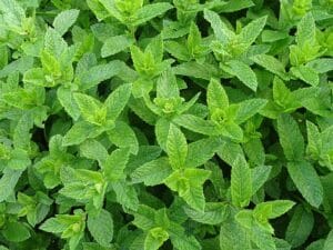 10 Edible Indoor Plants to Grow in Your Home You Can Use in Your Kitchen