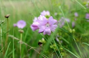How to Grow and Care for Marsh Mallow Plant (Althaea officinalis)