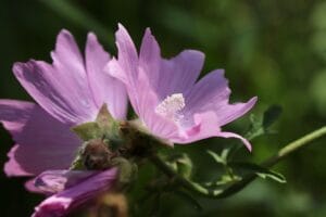 How to Grow and Care for Marsh Mallow Plant (Althaea officinalis)