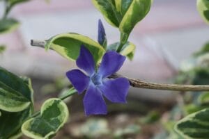 How to Grow and Care for Vinca Minor (Periwinkle) at Home
