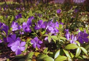 How to Grow and Care for Vinca Minor (Periwinkle) at Home