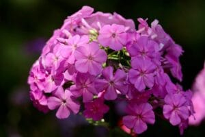 10 Flowering Plants You Should Cut Back in August for a Fabulous Late Summer of Blooms