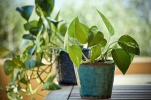 8 Popular Plants to Propagate from Cuttings in August 2025
