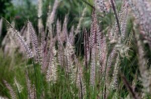 10 Perennial Ornamental Grasses Gardening Pros Always Recommend